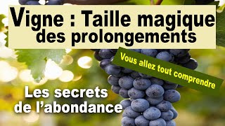 Vigne  La taille des prolongements et des bourgeons anticipés labondance dans vos vignes [upl. by Islean]