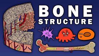 BONE STRUCTURE [upl. by Odessa]