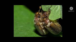 Plaga de  Phyllophaga spp gallina ciega en maíz [upl. by Dario501]