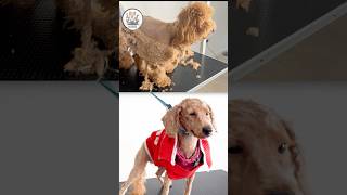 SEVERELY MATTED 18MonthOld Poodle Pup Gets an Incredible Transformation [upl. by Nadiya]