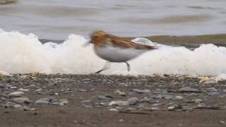 Spoon Billed Sandpiper on the nest [upl. by Reisch]