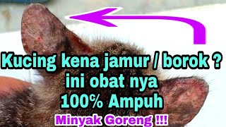 Cara mengobati kucing terkena jamur [upl. by Acimat117]