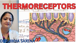 Thermoreceptors Types of receptors [upl. by Niboc893]