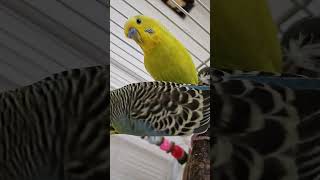 birds thelifeofcleo budgies [upl. by Senhauser]