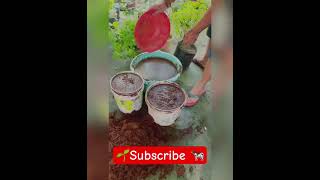 How to make Coco peat ready for Potting mix  Coco peat brick  shortsfeed viral shorts tree [upl. by Atnoved]