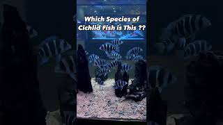 Can You Guess the Cichlid Species in 10 Seconds [upl. by Trauner]