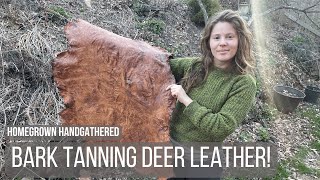 Making Deer Leather using Acorns and Oak Bark [upl. by Evad181]