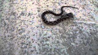 baby rat snake mimics rattler Part 1 [upl. by Lasala118]