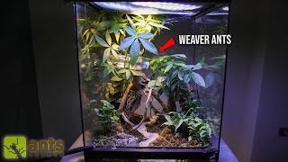 Building a Jungle Terrarium for My Weaver Ants [upl. by Notlrahc]