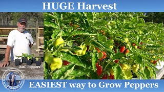 EASIEST Way to Grow Peppers l HUGE Harvest [upl. by Abby]