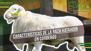 Características de la Raza Katahdin en Corderos  TvAgro por Juan Gonzalo Angel [upl. by Schroeder414]