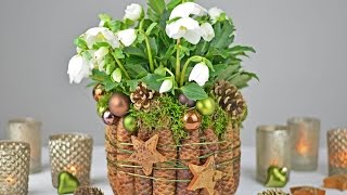 DIY  Christrose dekorieren mit Fichtenzapfen Moos I Tischdeko für Weihnachten und Winterzeit I [upl. by Eecats857]