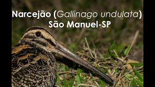 NarcejãoGiant Snipe Gallinago undulata em São ManuelSP [upl. by Ahseile132]