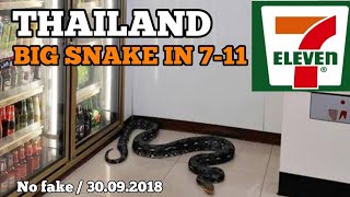 News Thailand Big Snake 711  Phyton in Supermarkt [upl. by Krasnoff]