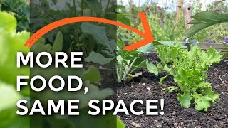 Easy Intercropping Explained Better harvests in the vegetable garden [upl. by Sokim]