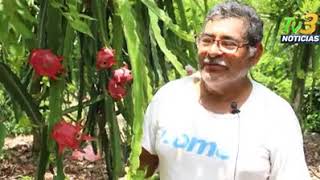 Producción de Pitahaya en San Rafael Veracruz [upl. by Ylrbmik]