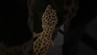 Spotty the Leopard Gecko song music love newmusic lovesong leopardgecko [upl. by Enahsed]