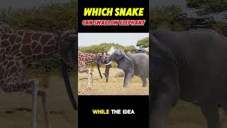 Which snake can swallow the whole elephant shots shorts short shortvideo shortsvideo dragon [upl. by Noonan]