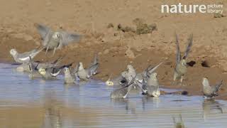 Cockatiel flock drinking from cattle dam Australia [upl. by Lai]