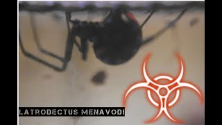 Latrodectus menavodi  przekładanie  OPIS [upl. by Enad]