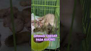 caesars caesarea cat catlover cats medikveteriner kucingscabies kucing shorts viralshorts [upl. by Carrington]