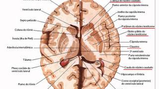 NEUROANATOMIA [upl. by Gnat]