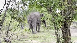 Beatifull South AfricaSouthAfrica Tourism NatureElephant FundiTyres [upl. by Arotal]