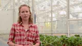 The Use of Beneficial Soil Inoculants for Strawberry Tip Production [upl. by Mulvihill]