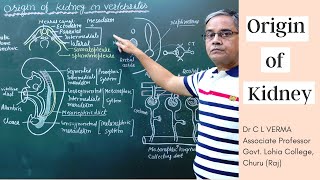 Origin of Kidney in Verterbrates [upl. by Angil499]