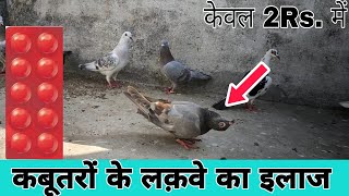 Kabootar ke lakwe ka ilaj  कबूतर के लक़वे का इलाज 100℅ [upl. by Ayital630]