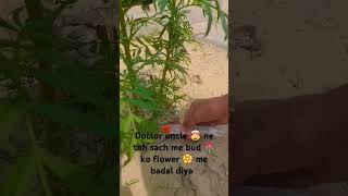 Bud ko flower me change kar diya😂😂 please subscribe 🙏 trending viral 🥺🙏DevashyaandTanishka [upl. by Tedra]