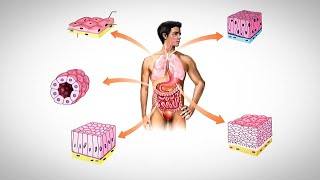 Epithelial tissues [upl. by Rebba]