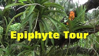 The Plant Traveller Epiphyte Tour [upl. by Lesley]