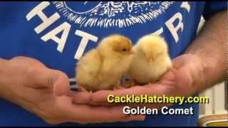 Golden Comet Chicken Breed  Baby Chicks  Cackle Hatchery [upl. by Selohcin]