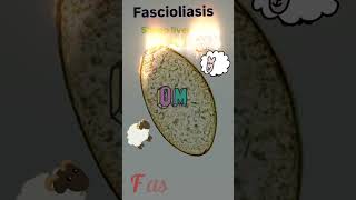 Fasciola hepatica egg⭐ Fascioliasis🤓👍Parasitology👍🔬✅ [upl. by Enelehs]