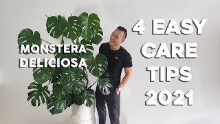 4 Easy Care Tips for Monstera Deliciosa  For the busy or lazy plant parent seasoned refresher [upl. by Mcgrath]