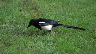 Magpie eating ants [upl. by Jefferson640]