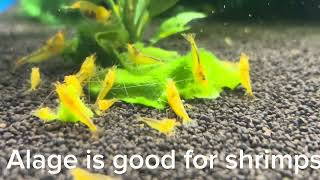 Shrimps eating algae [upl. by Stacia904]