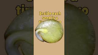 Discover the Secrets of Seed Embryo Growth science nature facts [upl. by Aenotna]