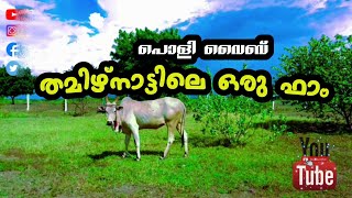 Agricultural farm in tamilnadu KOVILPATTI [upl. by Elohc]