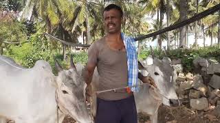 good looking hallikar milk teeth ox pair Seegehalli Thavarekere Bengaluru [upl. by Shannan393]