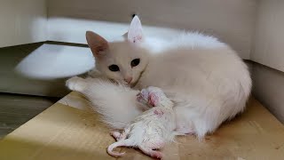 The first minutes after the birth of a newborn kitten Mother cat and newborn kitten [upl. by Airtemed]