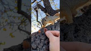 Will he or Wont he with Squirrel Baby BG animals challenge feed reels reaction live bgmi art [upl. by Anauqed]