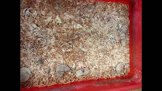 Mealworms Bettle Farming5 [upl. by Hennebery]