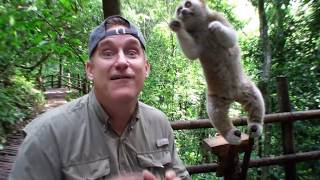 Animal Jam  Dr Brady Barr and a slow loris [upl. by Gorden]