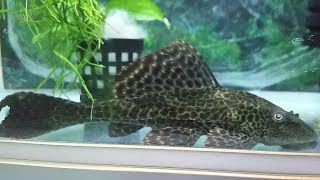 What to feed Pleco fish Do Plecos need to be fed [upl. by Pettit]