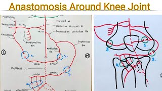 Genicular Anastomosis Anastomosis around knee joint [upl. by Sprague]