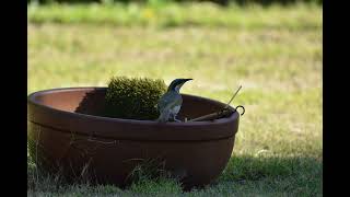 Singing Honeyeater [upl. by Bindman113]