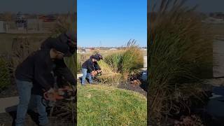 Cutting LARGE grasses with the ECHO HC152 ECHO trimmer gardening lawncare satisfying grass [upl. by Iyre412]