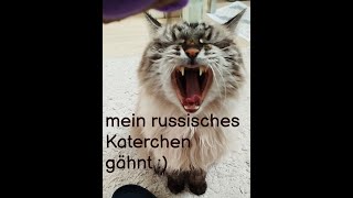 MEIN SÜSSES RUSSISCHES KATERCHEN SSÖMUSCHKA EINZIGARTIGE RUSSISCHE KATZENRASSE NEWSKAJA MASKARADNAJA [upl. by Hpeosj]